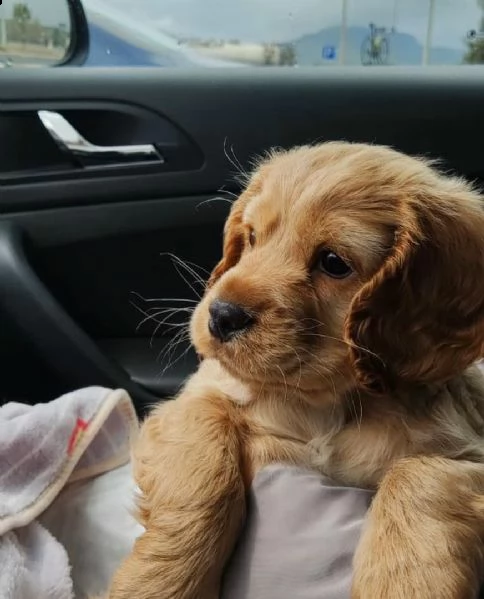  regalo cuccioli cocker spaniel