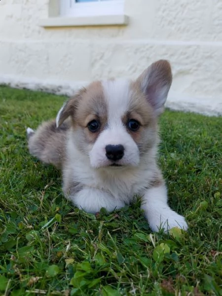 bellissimi cuccioli di welsh corgi pembroke