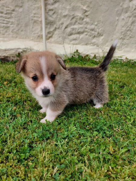 bellissimi cuccioli di welsh corgi pembroke | Foto 1