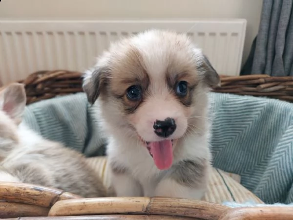 bellissimi cuccioli di welsh corgi pembroke | Foto 0
