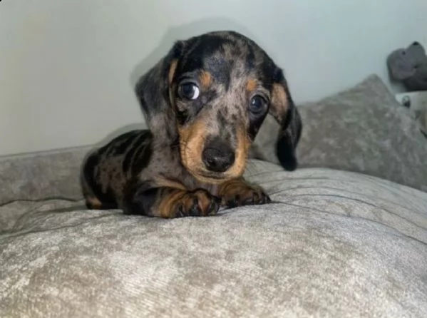 bassotti maniatura abbiamo 2 cuccioli in adozione | Foto 0