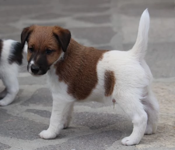 Fox Terrier pelo liscio | Foto 0