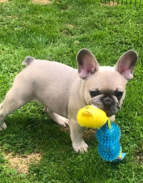 bouledogue francese di 90 giorni | Foto 1