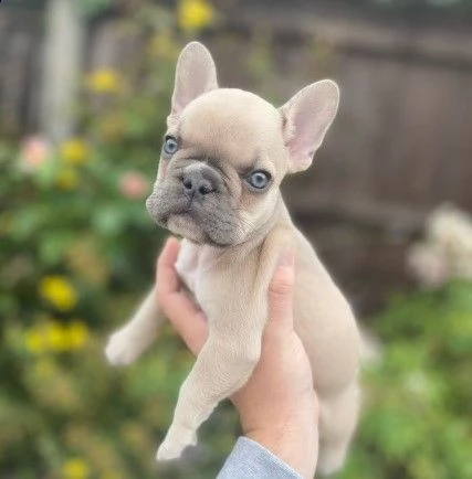 bouledogue francese di 90 giorni