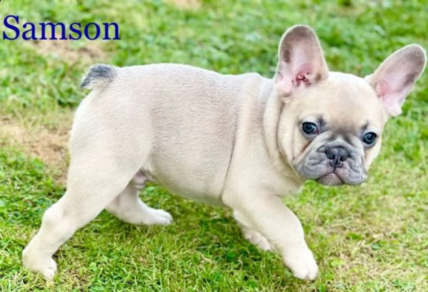 bouledogue francese di 90 giorni | Foto 0