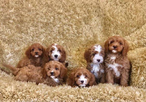 splendidi cuccioli di cavapoo