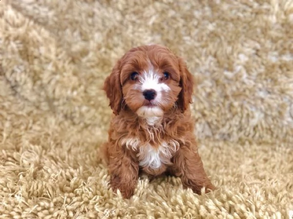 splendidi cuccioli di cavapoo | Foto 1