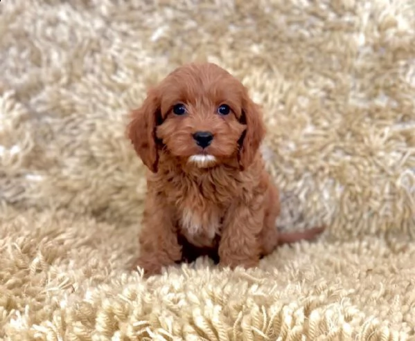 splendidi cuccioli di cavapoo | Foto 0