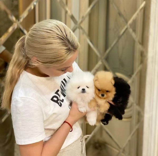 bellissimi cuccioli di pomerania per buone case