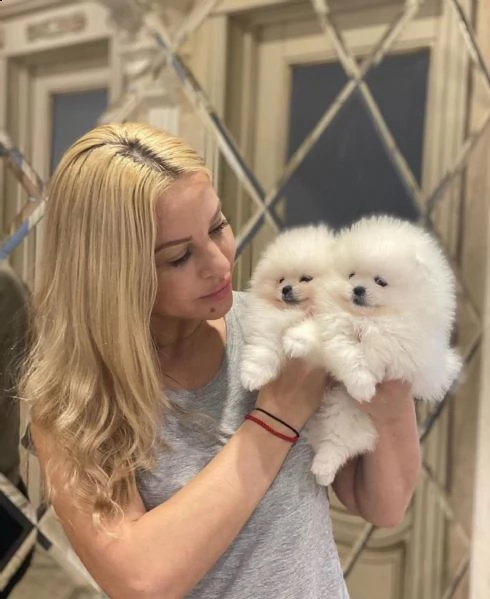 bellissimi cuccioli di pomerania per buone case | Foto 1