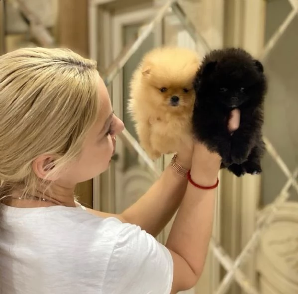 bellissimi cuccioli di pomerania per buone case | Foto 0