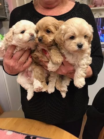 cuccioli di barboncino qui in vendita