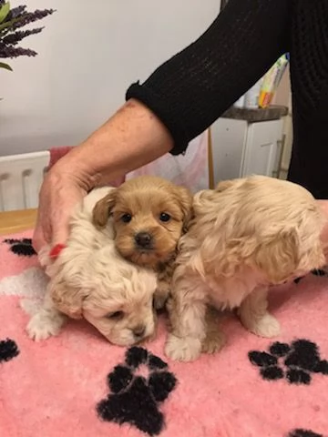 cuccioli di barboncino qui in vendita | Foto 1