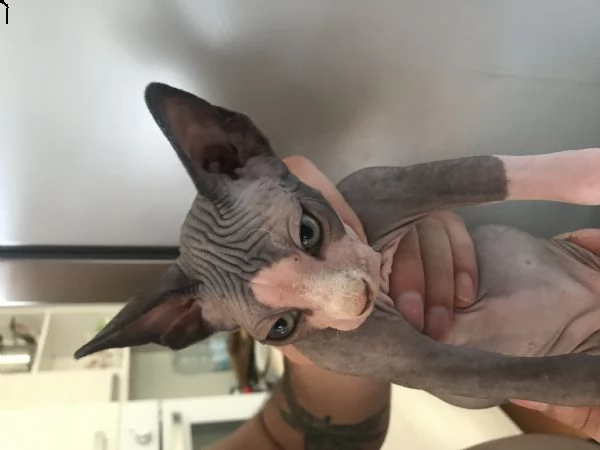 canadian sphynx 