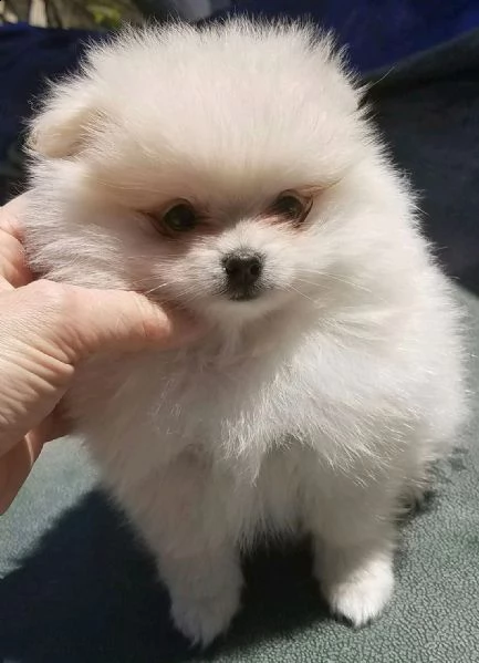 spitz nano pomerania 