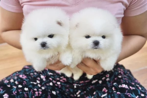 cuccioli maschi e femmine di spitz di pomerania