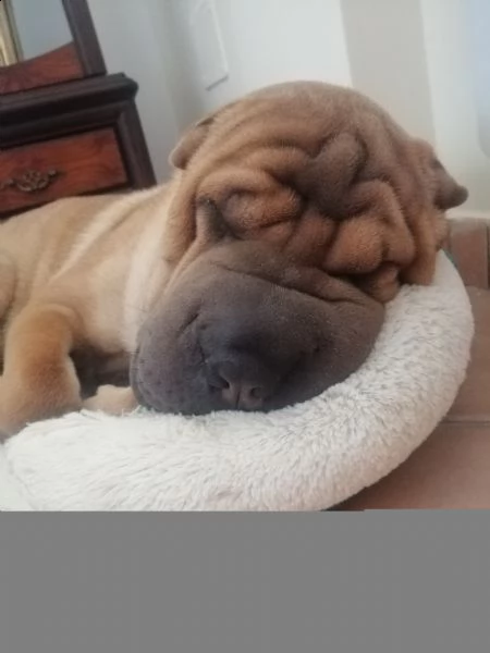 sharpei maschio 1 anno cerca casa | Foto 0