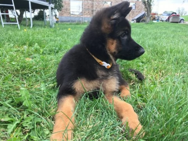 cuccioli di 3 mesi pastore tedesco