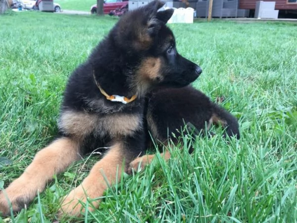 cuccioli di 3 mesi pastore tedesco | Foto 1