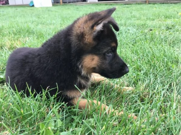 cuccioli di 3 mesi pastore tedesco | Foto 0