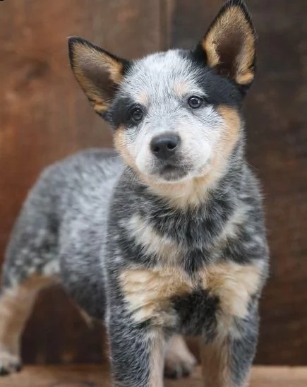   regalo cuccioli di cane australian cattle per ladozione