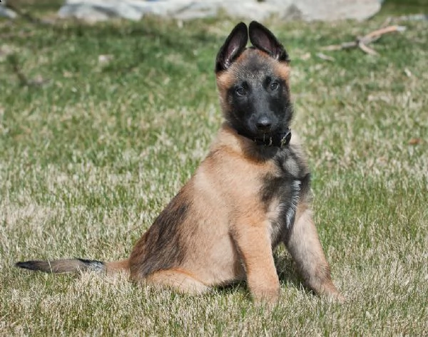 splendidi cuccioli di pastore belga malinois con pedigree  | Foto 2