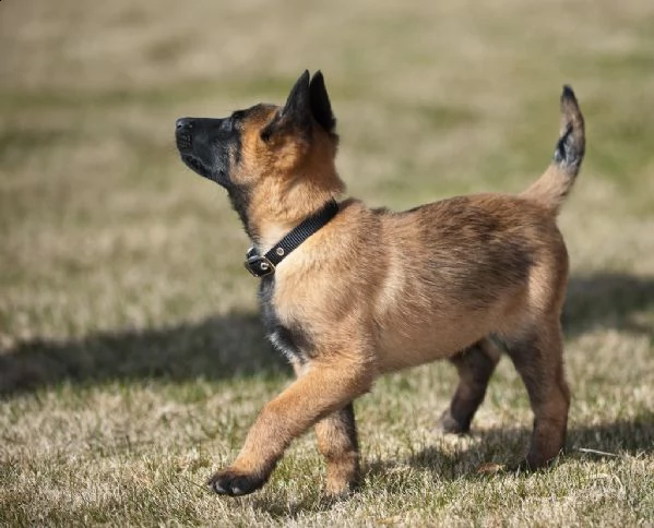 splendidi cuccioli di pastore belga malinois con pedigree  | Foto 0