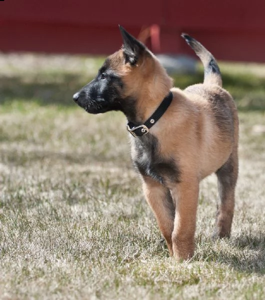 splendidi cuccioli di pastore belga malinois con pedigree 