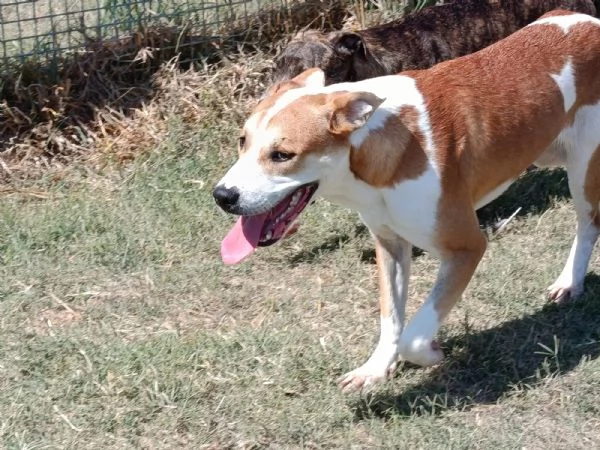 ENO cucciolone dalla marcia in pi | Foto 3