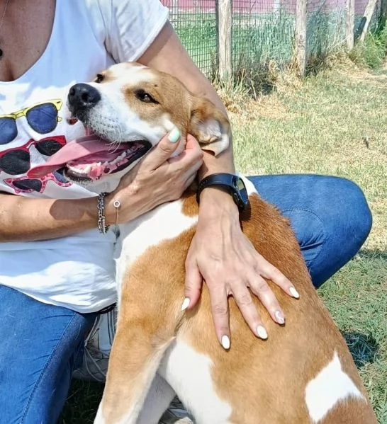 ENO cucciolone dalla marcia in pi | Foto 2