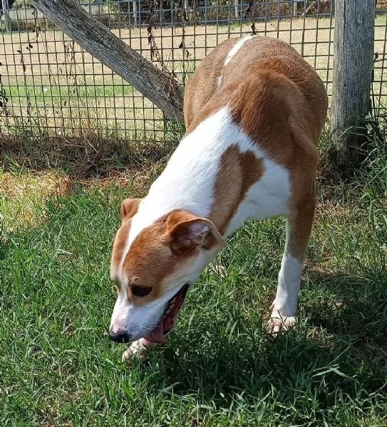 ENO cucciolone dalla marcia in pi | Foto 0