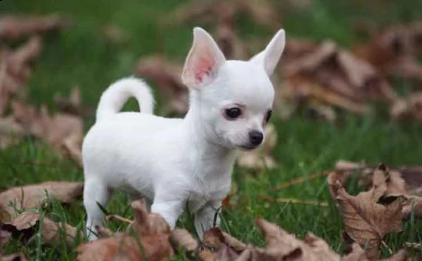 vendita cucciolo chihuahua di cuccioli
