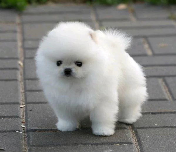 dwarf german spitz called pomeranian toy