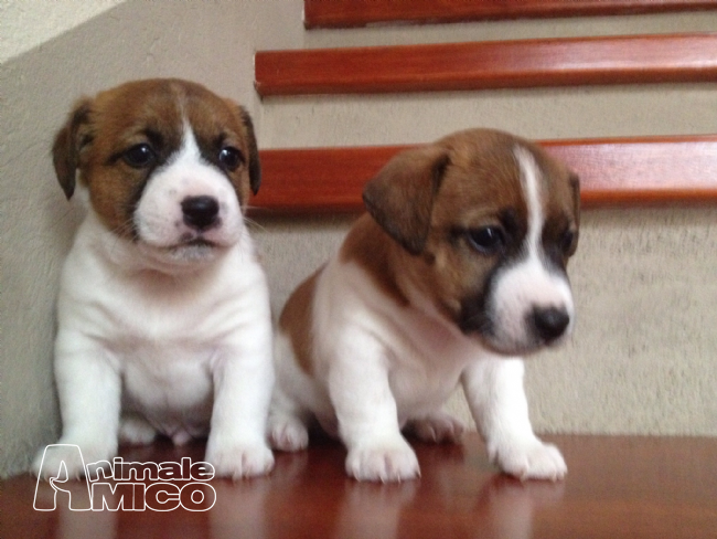 Jack Russel Zampa Corta In Regalo
