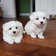 cuccioli maltese di pura razza disponibili