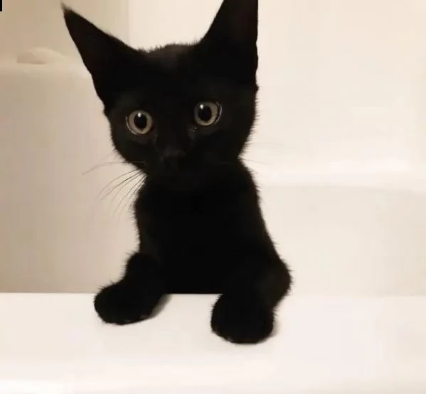 gattini neri dolcissimi | Foto 3