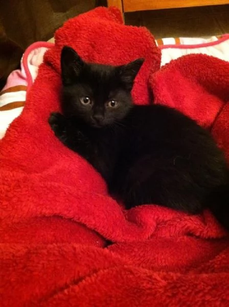 gattini neri dolcissimi | Foto 2