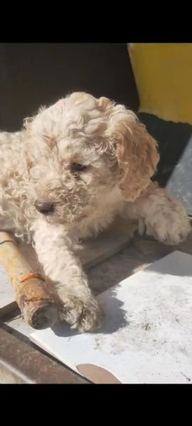 Vendo lagotto romagnolo  | Foto 0