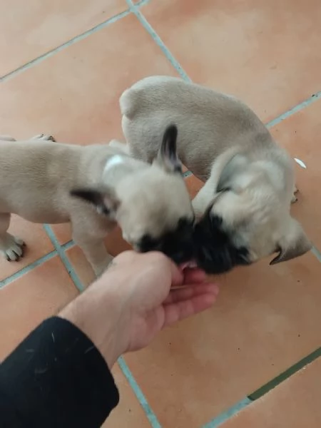 Cuccioli Bulldog francesi | Foto 0