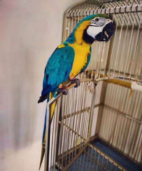 ara blu e oro ora disponibile