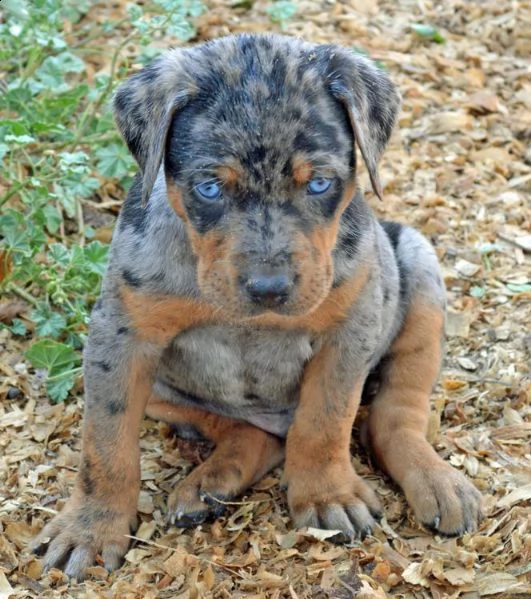 cuccioli di catahoula leopard  siamo urgentemente alla ricerca di una nuova casa per i nostri cuccio