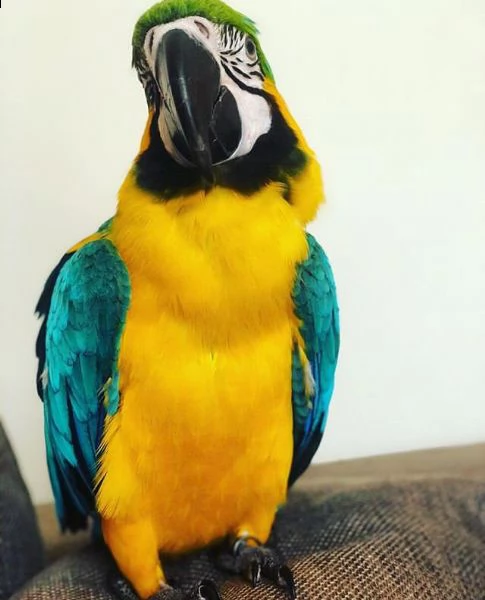 pappagalli ara blu e oro in vendita