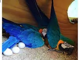 pappagalli e uova fertili di pappagallo in vendita | Foto 2