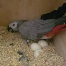 pappagalli e uova fertili di pappagallo in vendita | Foto 1