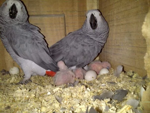 pappagalli e uova fertili di pappagallo in vendita