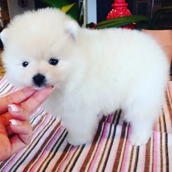 spitz nano di pomerania