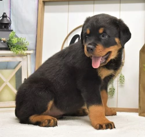 regalo cuccioli dal pelo corto rottweiler