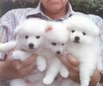 adorabili cuccioli di samoiedo femminucce e maschietti disponibili per ladozione gratuita i cucciol