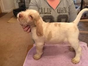 offro in regalo spinone italiano cuccioli con pedigree  cuccioli di spinone italiano siamo urgentem
