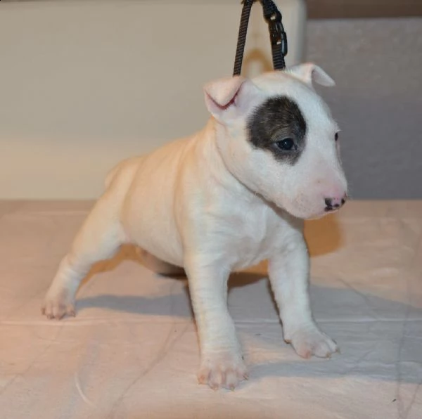 regalo bull terrier cuccioli disponibile per ladozione offro in adozione cucciolata di bull terrier